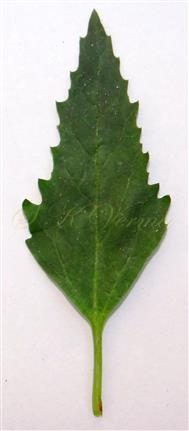  Leaf (Adaxial View)